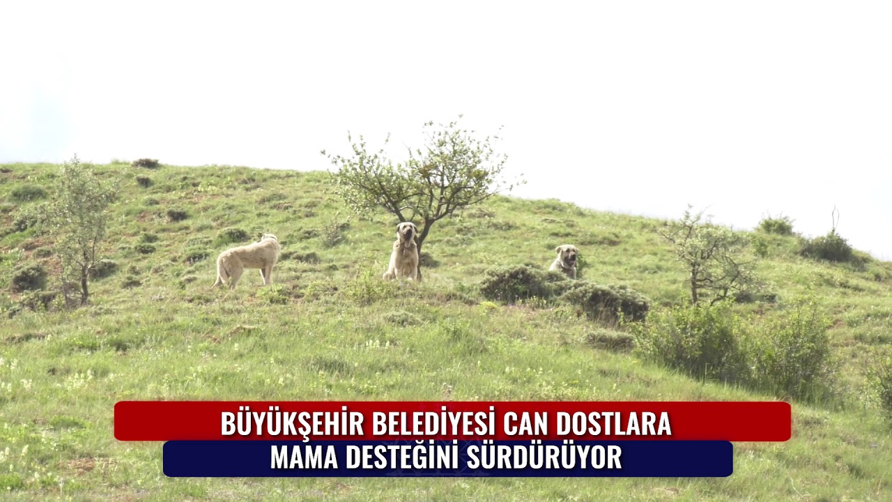 BÜYÜKŞEHİR BELEDİYESİ CAN DOSTLARIMIZA MAMA DESTEĞİNİ SÜRDÜRÜYOR